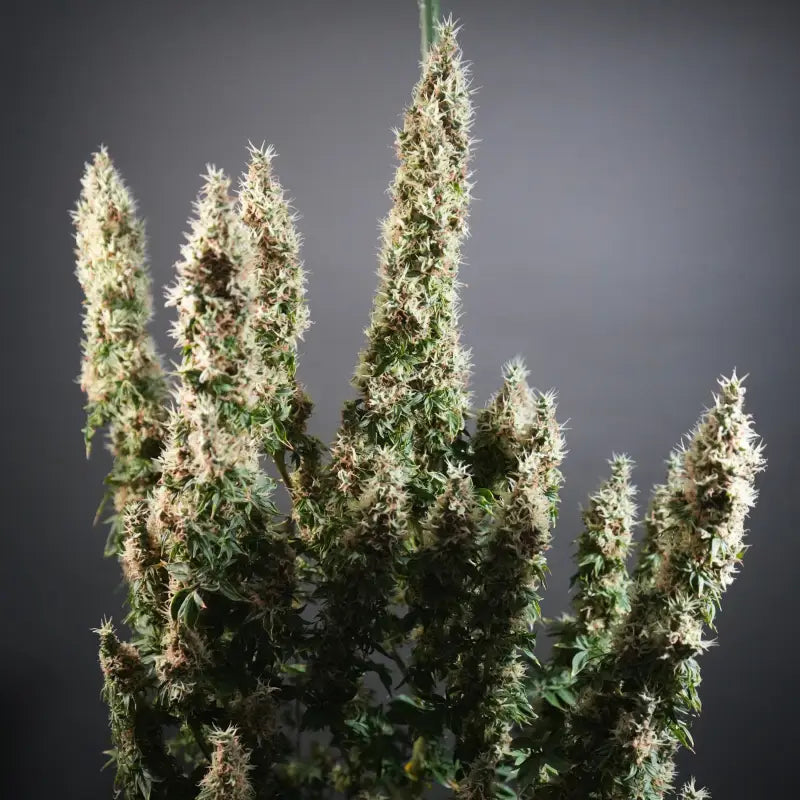 Dooligah og f3© mutant reg terpyz australian bastard