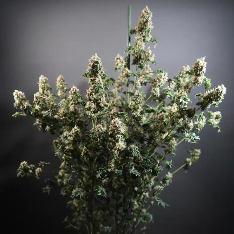 Dooligah og f3© mutant reg terpyz australian bastard