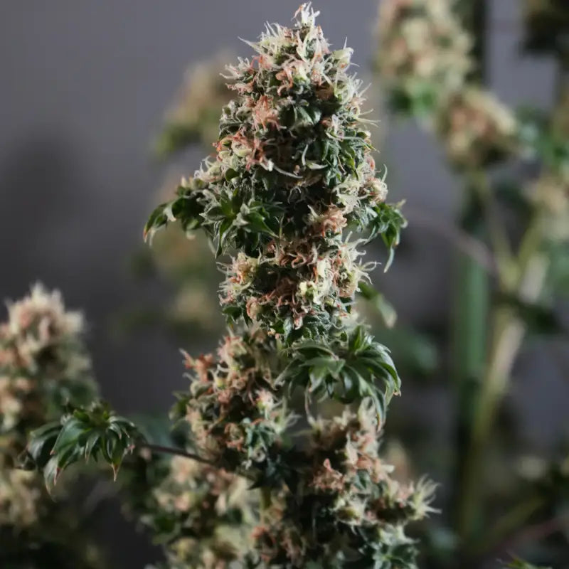 Dooligah og f3© mutant reg terpyz australian bastard