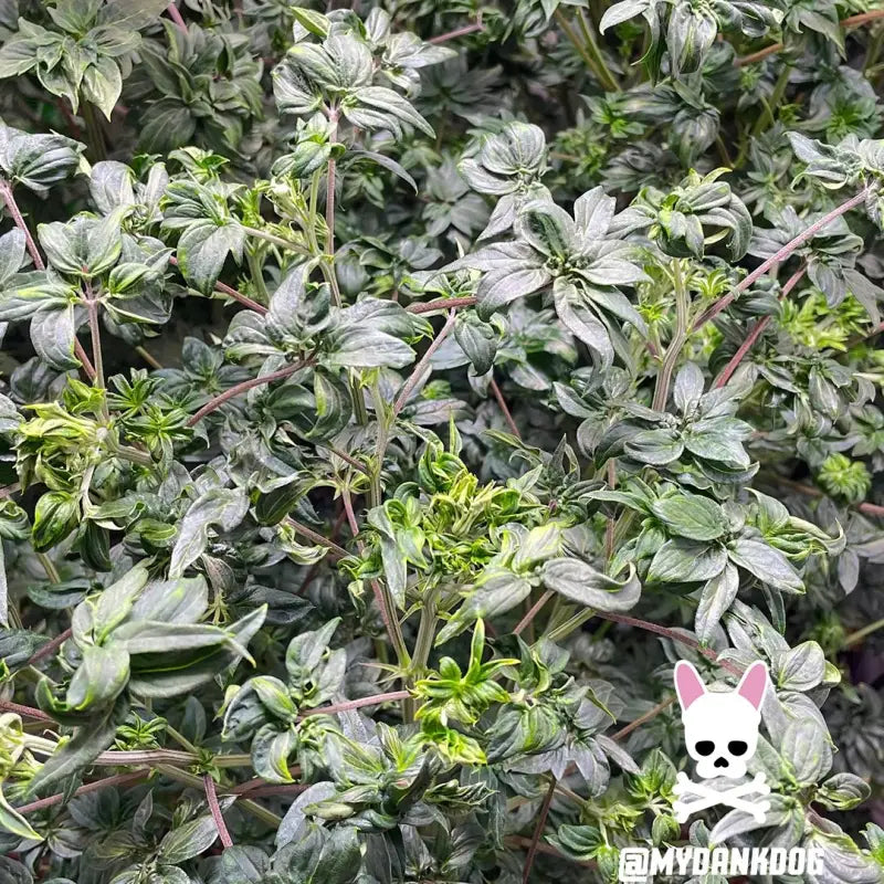 Dooligah og f3© mutant reg terpyz australian bastard