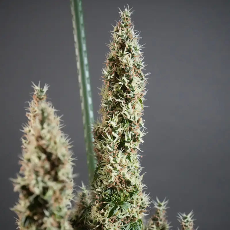 Dooligah og f3© mutant reg terpyz australian bastard