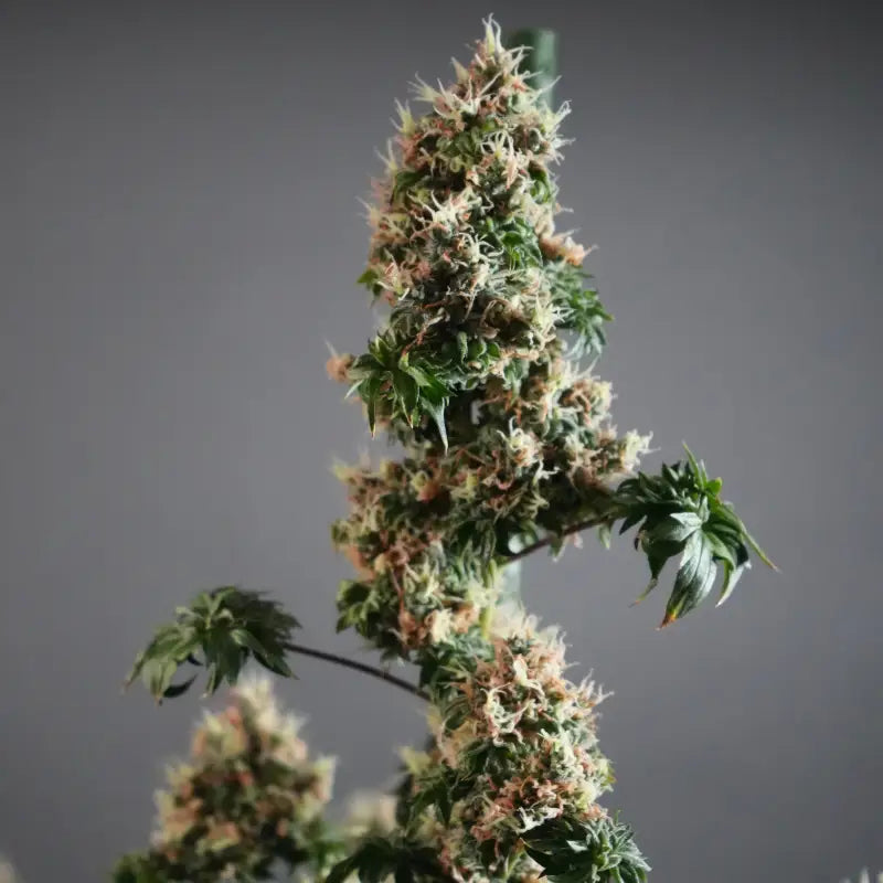 Dooligah og f3© mutant reg terpyz australian bastard