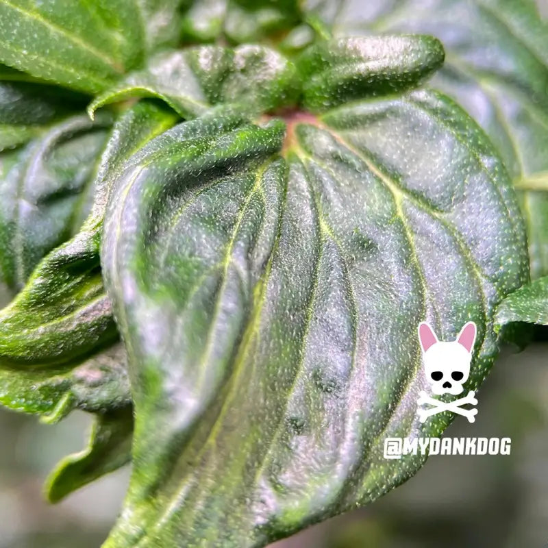 Dooligah og f3 terpyz australian bastard cannabis seeds