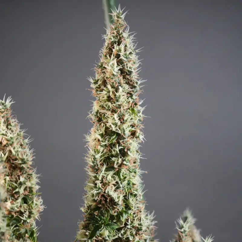 Dooligah og f3© mutant reg terpyz australian bastard