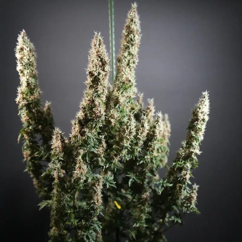 Dooligah og f3© mutant reg terpyz australian bastard