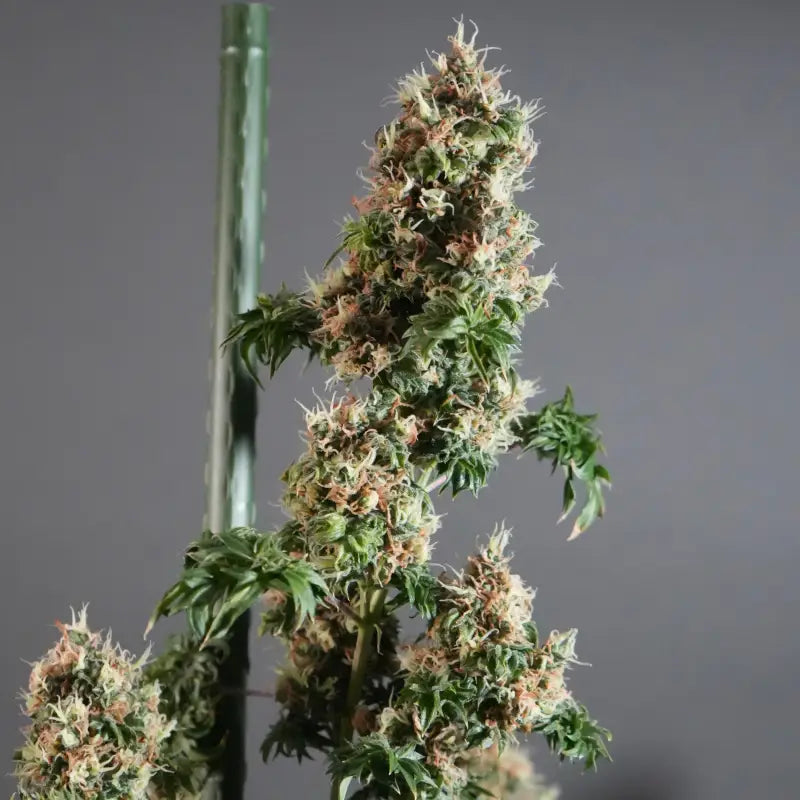 Dooligah og f3© mutant reg terpyz australian bastard