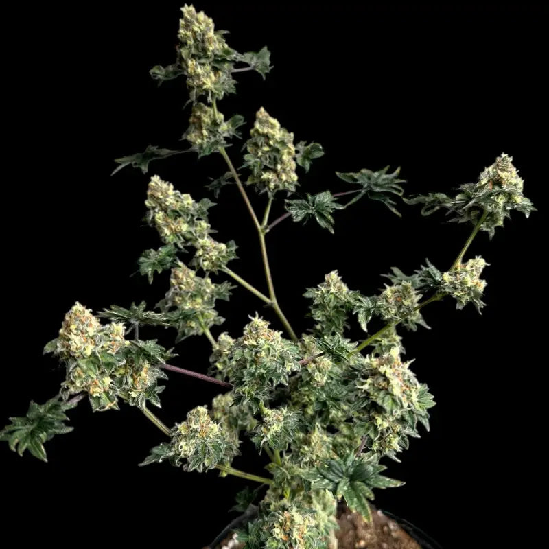 Dooligah og f3© mutant reg terpyz australian bastard