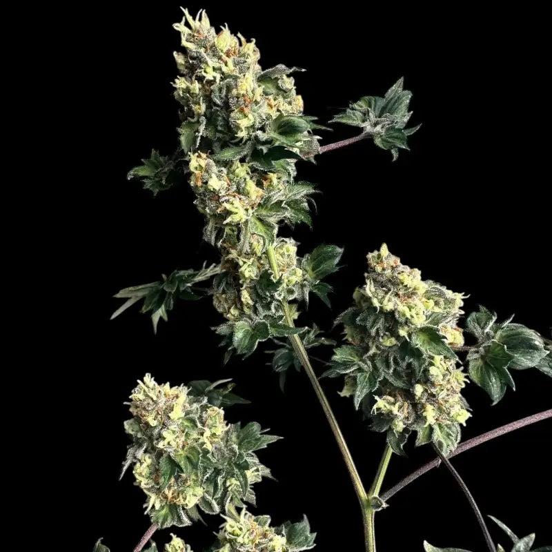 Dooligah og f3© mutant reg terpyz australian bastard