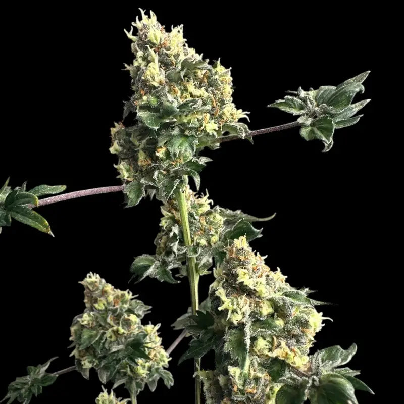 Dooligah og f3© mutant reg terpyz australian bastard