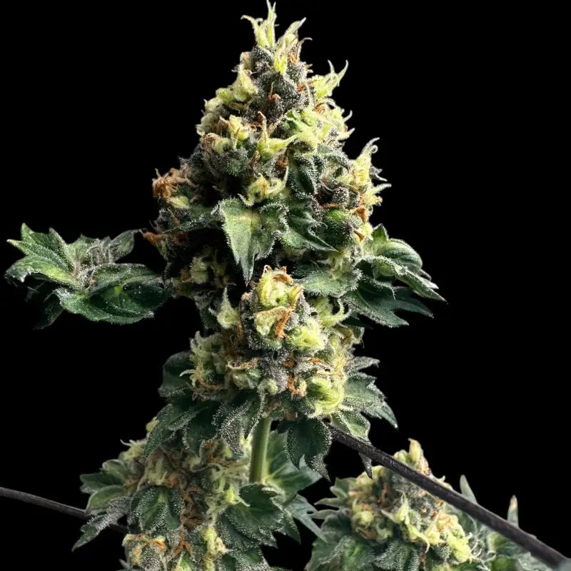 Dooligah og f3© mutant reg terpyz australian bastard