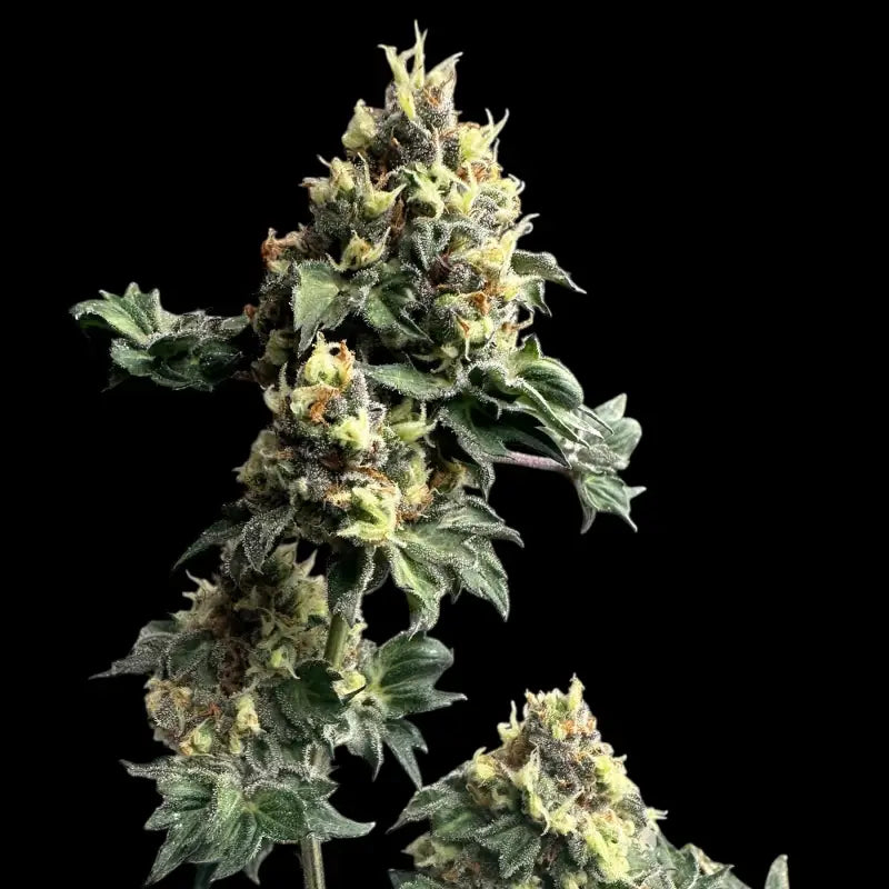 Dooligah og f3© mutant reg terpyz australian bastard