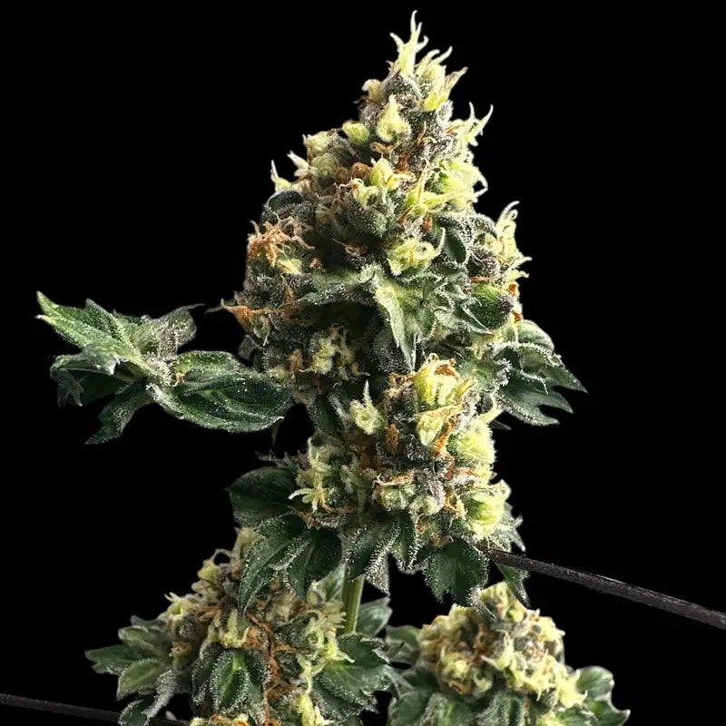 Dooligah og f3© mutant reg terpyz australian bastard