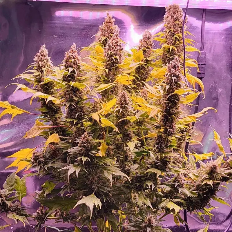 Chemduck f2© duck reg terpyz research mutant cannabis seeds