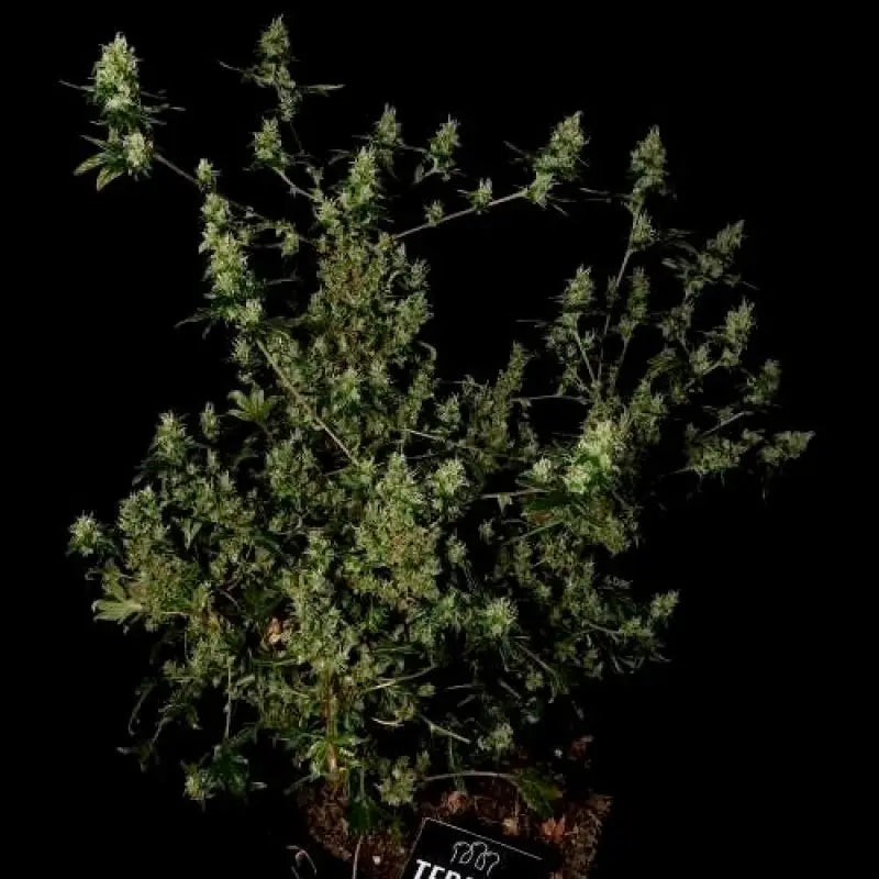 Feral fuel abc© mutant reg terpyz genetics australian