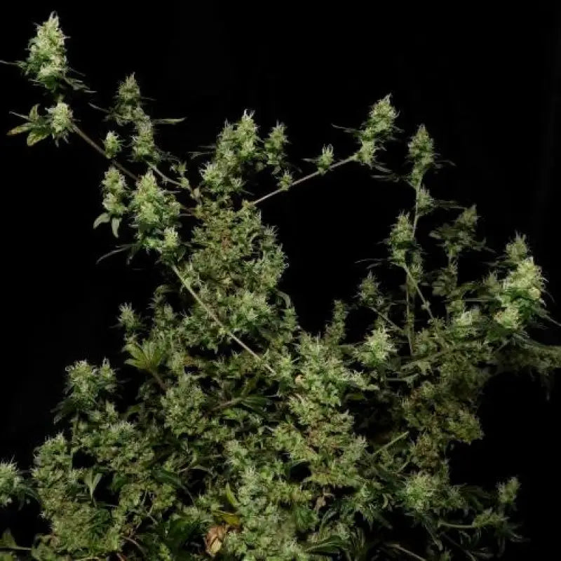 Feral fuel abc© mutant reg terpyz genetics australian