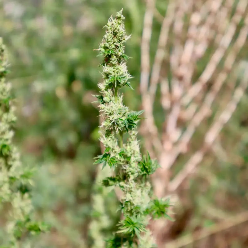 Feral fuel abc© mutant reg terpyz genetics australian