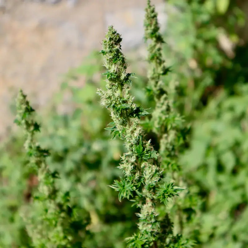 Feral fuel abc© mutant reg terpyz genetics australian