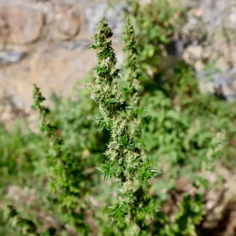 Feral fuel abc© mutant reg terpyz genetics australian