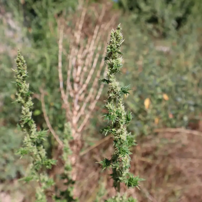 Feral fuel abc© mutant reg terpyz genetics australian