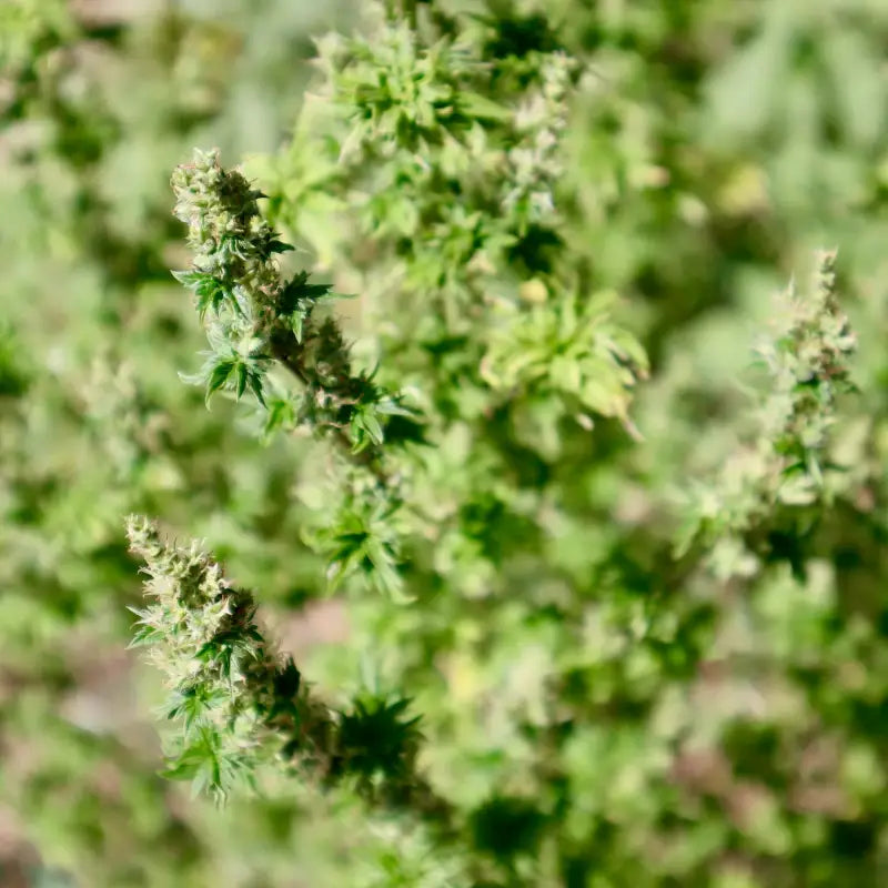 Feral fuel abc© mutant reg terpyz genetics australian