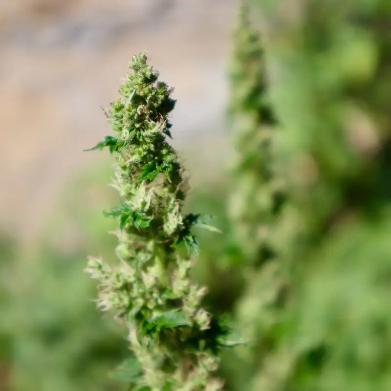 Feral fuel abc© mutant reg terpyz genetics australian