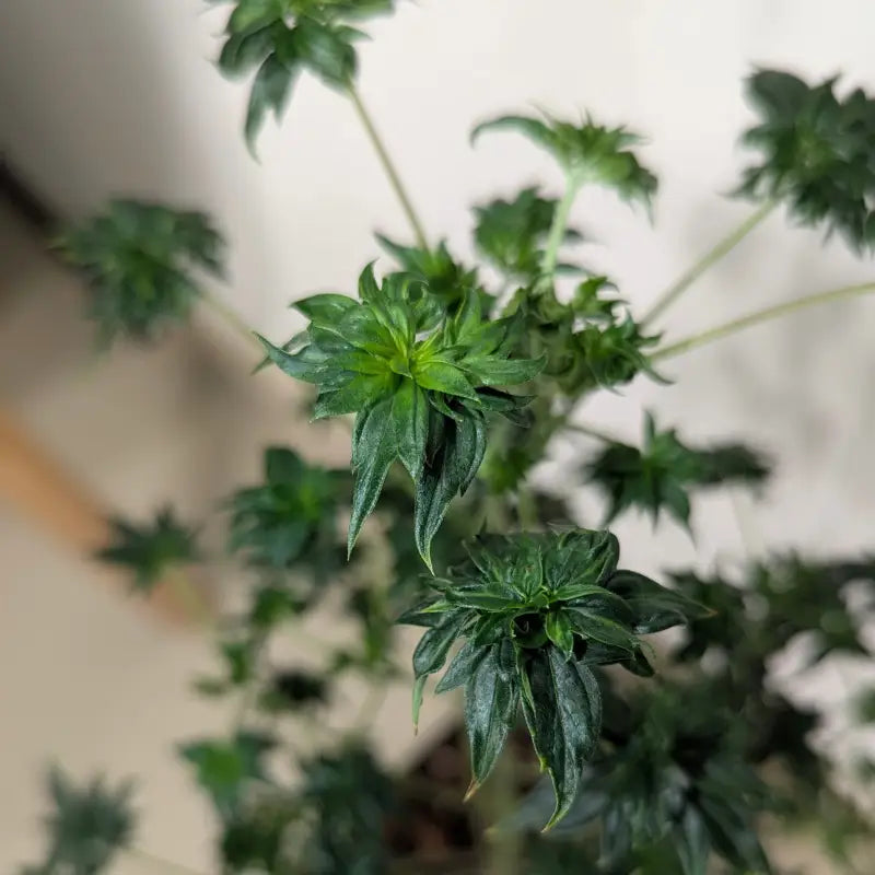 Flowog abc terpyz australian bastard cannabis seeds mutant