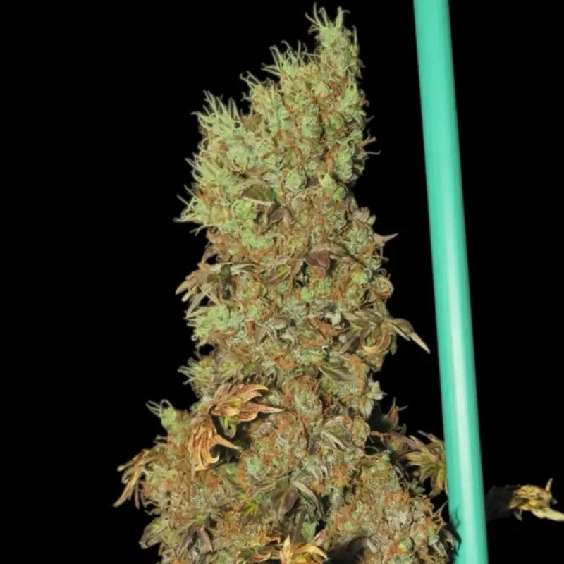Flowog abc terpyz australian bastard cannabis seeds mutant