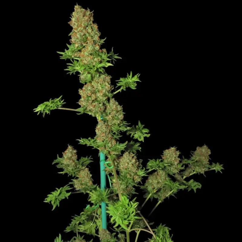 Flowog abc© mutant reg terpyz australian bastard cannabis