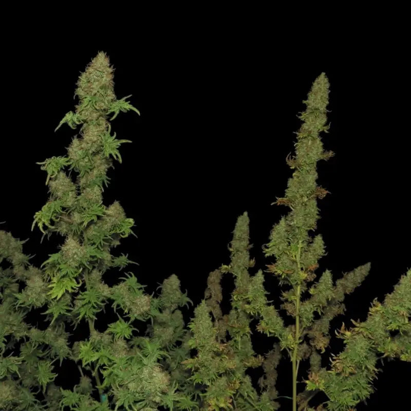 Flowog abc© mutant reg terpyz australian bastard cannabis