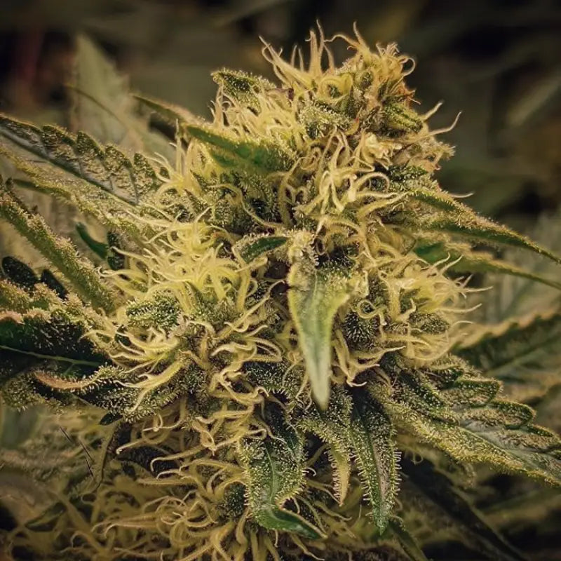 Forgotten haze cake ’amnesia white’© fem terpyz feminized