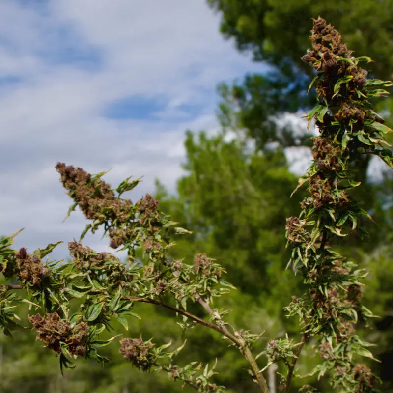Frisian rebel abc© mutant reg terpyz genetics australian
