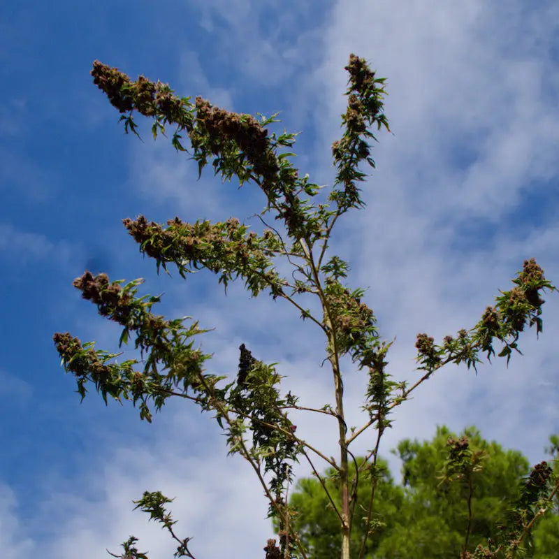 Frisian rebel abc© mutant reg terpyz genetics australian