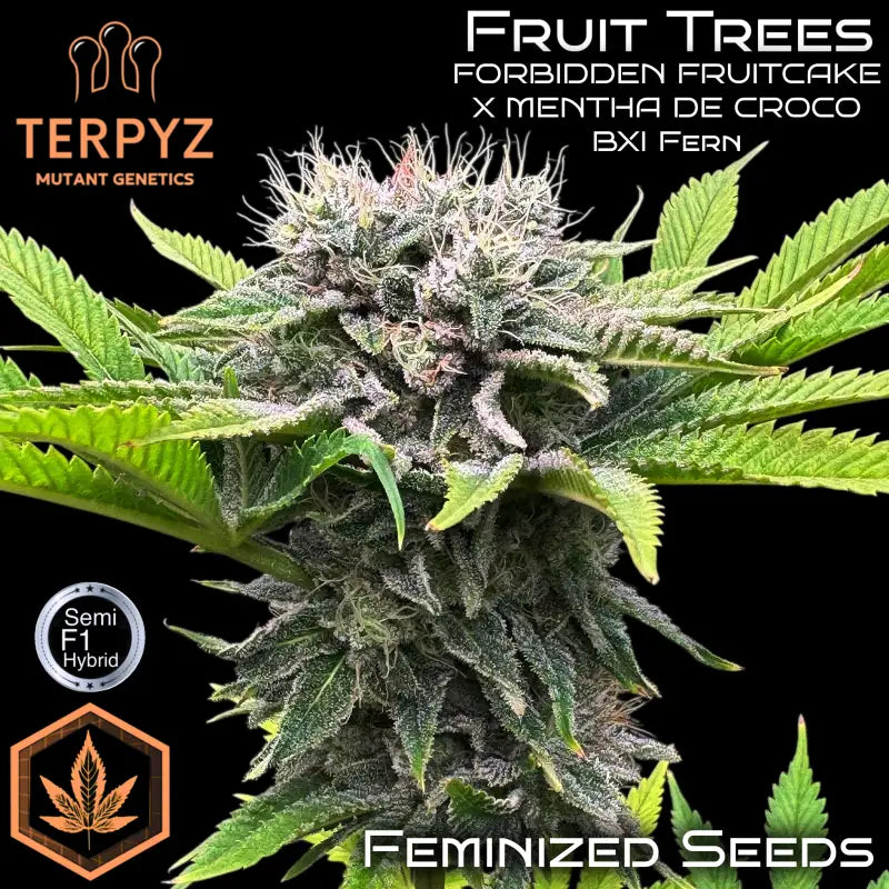 Fruit trees terpyz upcoming strains