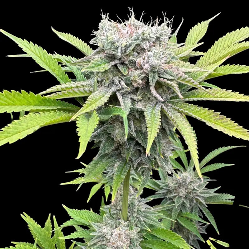 Fruit trees terpyz upcoming strains