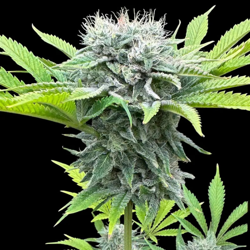 Fruit trees terpyz upcoming strains