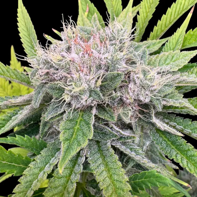 Fruit trees terpyz upcoming strains