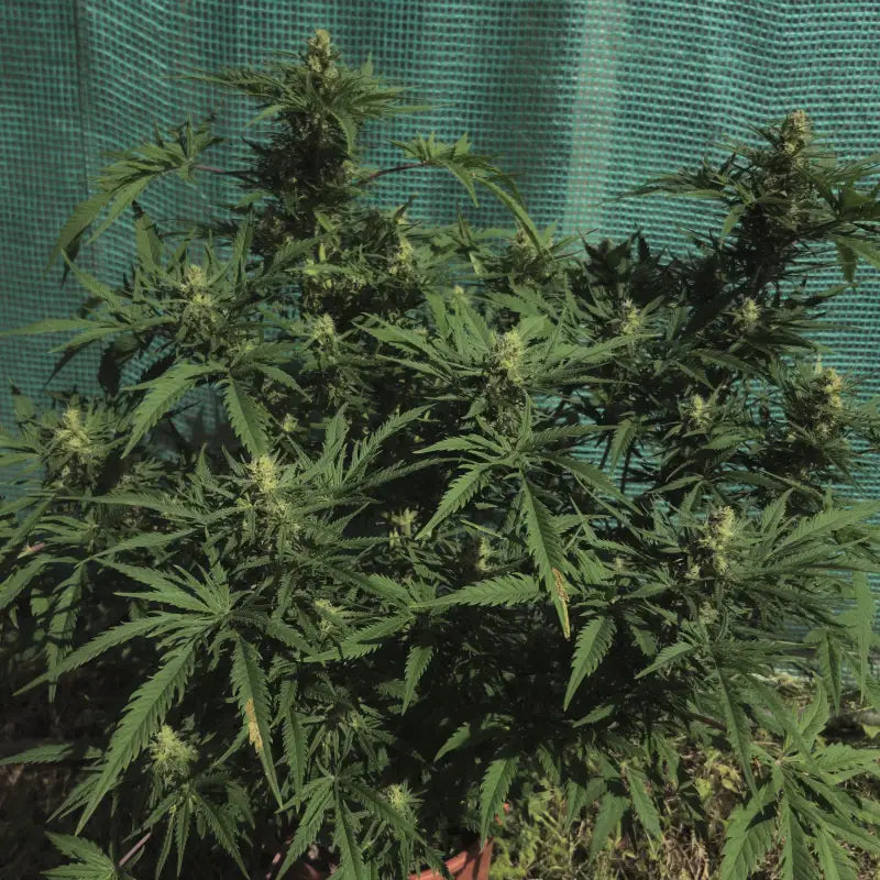 Funk freak star© fern-type reg terpyz mutant genetics fern