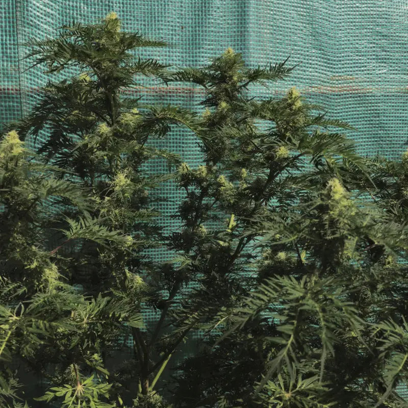 Funk freak star© fern-type reg terpyz mutant genetics fern