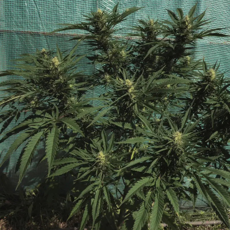 Funk freak star© fern-type reg terpyz mutant genetics fern