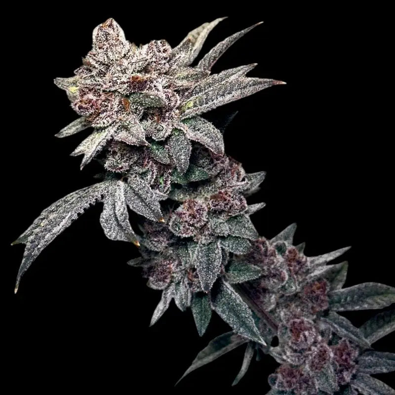 Gary & gas© fem terpyz feminized cannabis seeds new