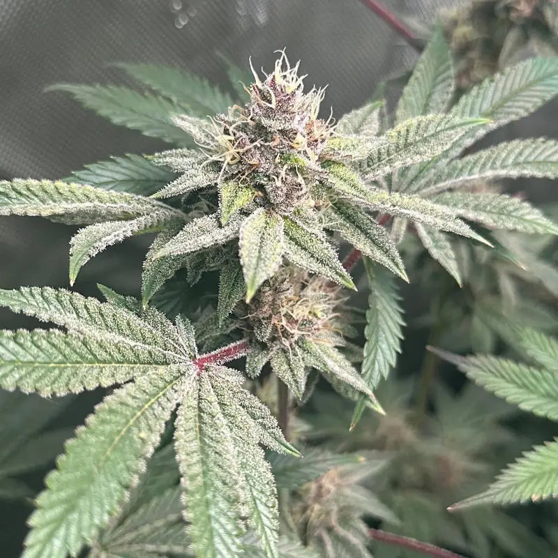 Gary & gas© fem terpyz feminized cannabis seeds new