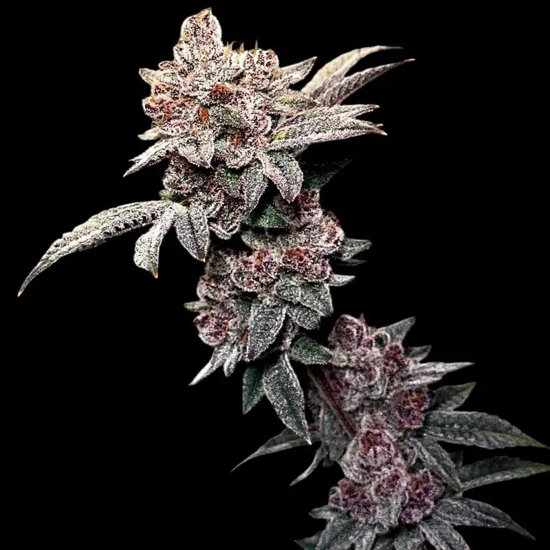 Gary & gas© fem terpyz feminized cannabis seeds new