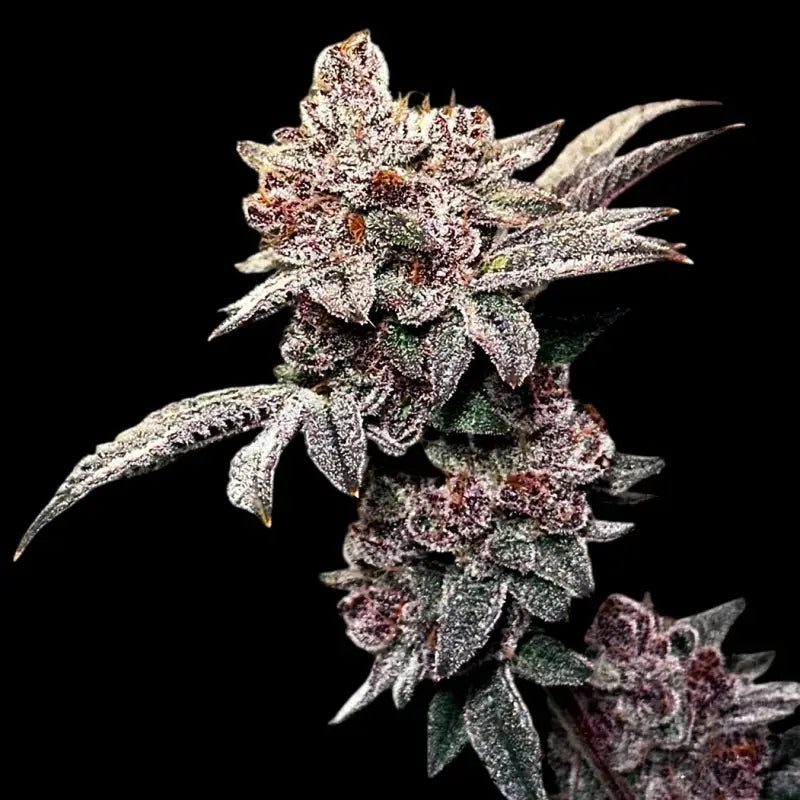 Gary & gas© fem terpyz feminized cannabis seeds new