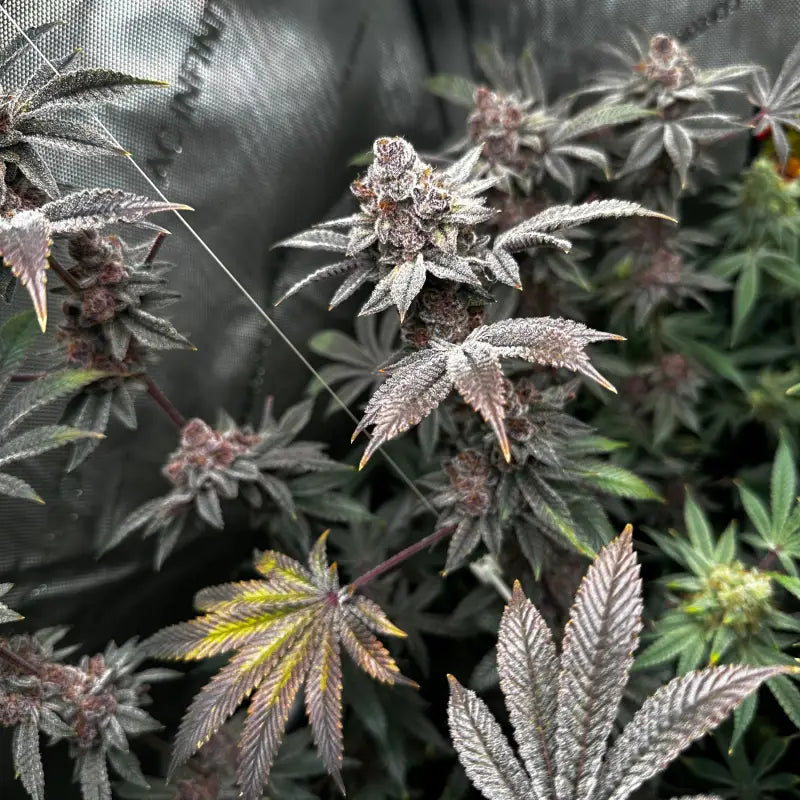 Gary & gas© fem terpyz feminized cannabis seeds new