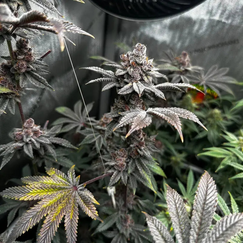 Gary & gas© fem terpyz feminized cannabis seeds new