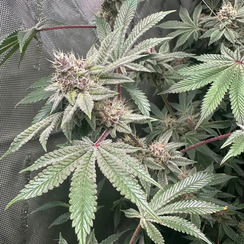 Gary & gas© fem terpyz feminized cannabis seeds new