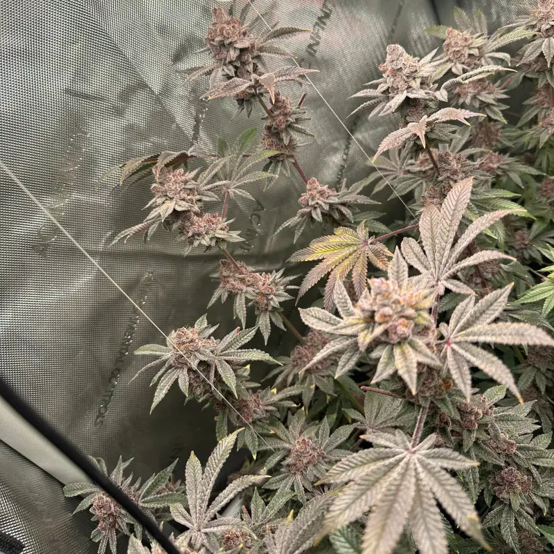 Gary & gas© fem terpyz feminized cannabis seeds new