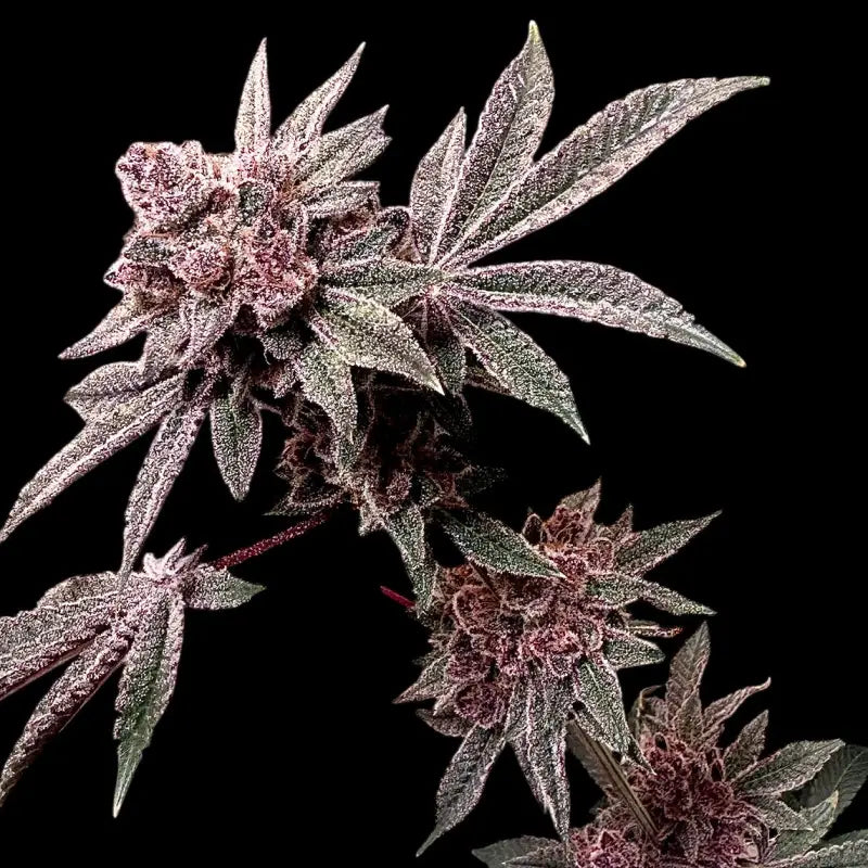 Gary & gas© fem terpyz feminized cannabis seeds new