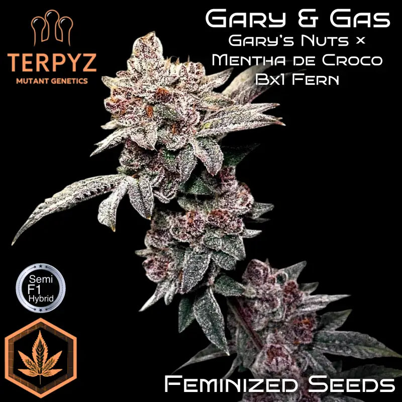 Gary & gas© fem terpyz mutant genetics feminized semi f1