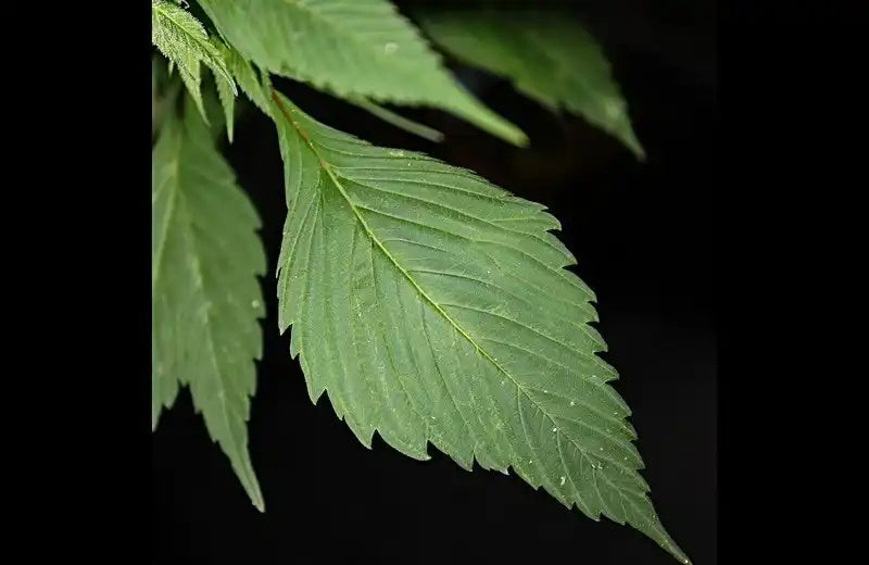 GPP Cannabis Seeds | Single Finger Leaves | TerpyZ Mutant Genetics